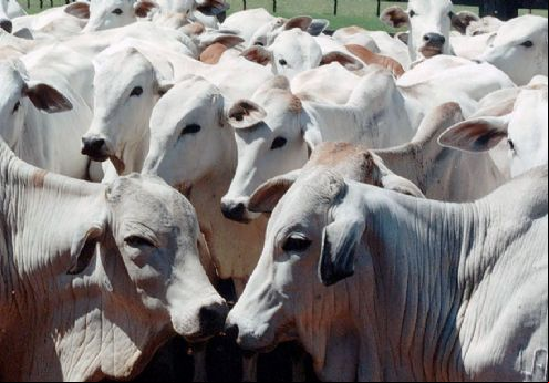 Valor da arroba do boi gordo e da vaca em Mato Grosso tem queda (Cr
