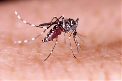 Pesquisa constata que dengue se espalha para o Centro-Oeste