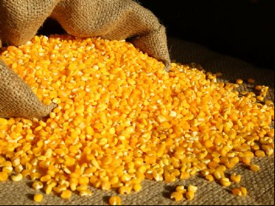 Exportadores dos EUA relatam vendas de 224 mil t de milho ao M