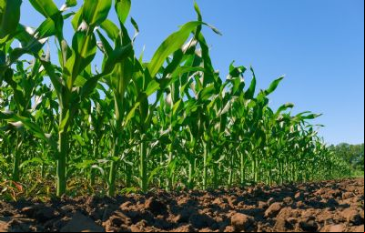 Clima irregular e pragas afetam a produtividade do milho em Confresa e outras cidades de MT