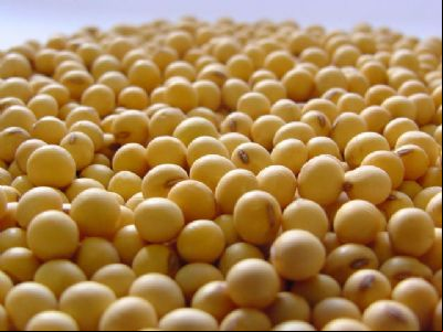 Mercado de sementes de soja teve crescimento de 40% em 20/21