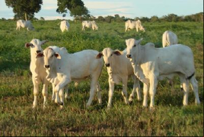 Fazenda em MT aumenta em 20% peso de bezerros desmamados com aux