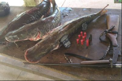 PM apreende pescado ilegal, arma e muni