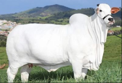 Bateu recorde mais uma vez! Vaca nelore 