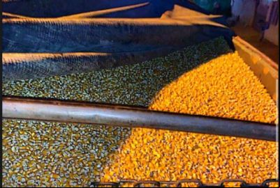 Venda da safra de milho em Mato Grosso chega a 38%; queda de pre