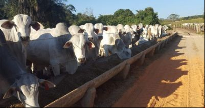 Pecuaristas devem aproveitar queda do milho, diz especialista
