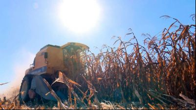 Produtividade de milho em Mato Grosso 