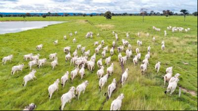 Mato Grosso tem aumento de 8% no abate de bovinos