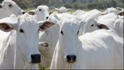 Arroba do boi gordo em Mato Grosso tem queda e m