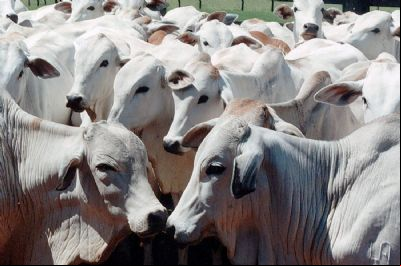Valor da arroba do boi gordo e da vaca em Mato Grosso tem queda