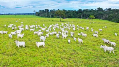 Arroba do boi em Mato Grosso cai 1,8% e da vaca 1,5%