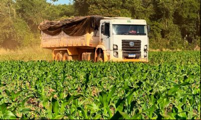 Produtores de soja de MT t