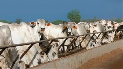 Confinamento cresce 4% e boiteis j