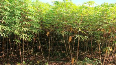 Empaer avalia cultivo de mandioca em campos experimentais para fortalecer agricultura familiar em MT