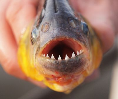 Soltura de predadores de piranhas em Lago de Manso 