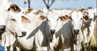 Indea confirma que 98,31% dos produtores em MT registraram marca a fogo no rebanho