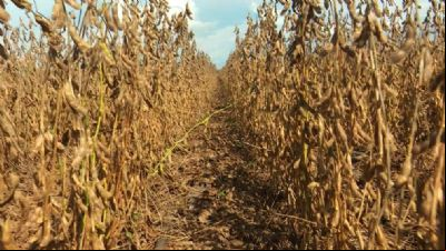 Custeio da soja em Mato Grosso fica ainda mais caro para produtores; fertilizantes s