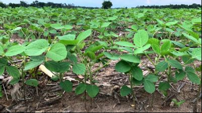 Plantio da safra de soja em Mato Grosso chega a 41% da 