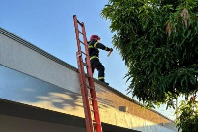 Corpo de Bombeiros remove ninho de marimbondos em creche em Confresa