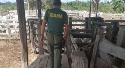 Ibama apreende 1.033 cabe