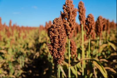 Sorgo pode ser alternativa para complementar milho na produ