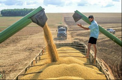 Instituto constata produtividade de milho em Mato Grosso 1,4% menor e produ