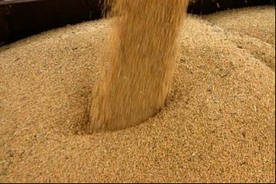 Farelo de soja em Mato Grosso 8% e 