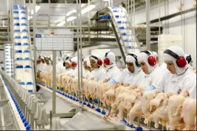 Carne de frango: Brasil aumenta embarques em 40% para o Catar