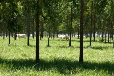 Embrapa promove capacita