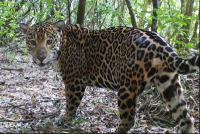 Trabalhador rural morre ap