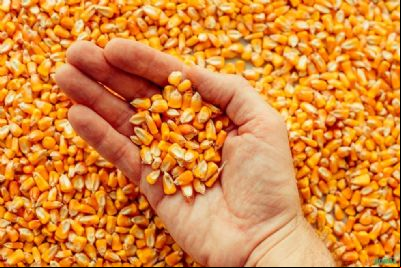 Levantamento indica 135 sacas/hectare de milho em MT para pagar custeio, diz IMEA