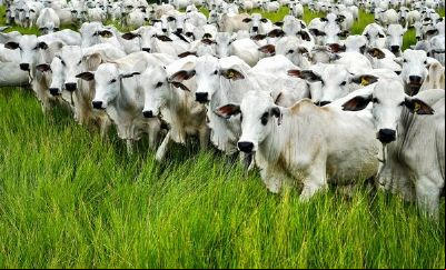 Pecuaristas superam ano desafiador de mercado em baixa e pre