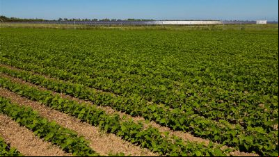 Mato Grosso exporta 55% da safra nacional de feij