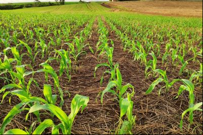 Plantio do milho chega a 34% em MT; produtor deve ficar alerta 