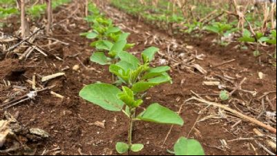 Soja: prazo para plantio 