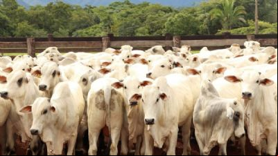 Consumo de carne cai e oferta de bovinos aumenta em Mato Grosso