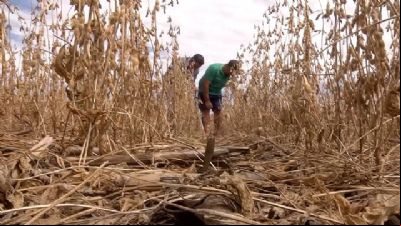 Falta de infraestrutura marca a reta final da colheita em 