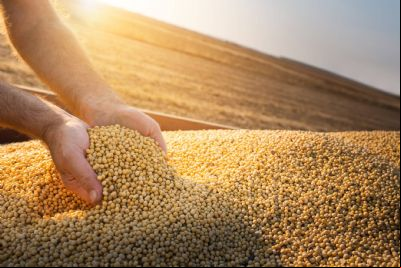 Lucro de produtor de soja de MT pode ser 69% menor em 22/23
