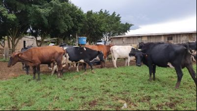Produtores de Campo Verde recebem apoio com melhoramento gen