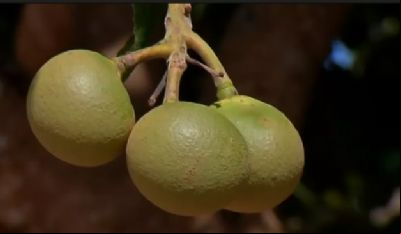 Propriedade planta pequi h