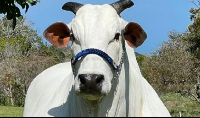 Vaca da ra